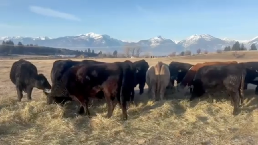 32 - Angus Bred Heifers - Montana - NO BRANDS – 1100 LBS – March to May calvers!-BH1210a5